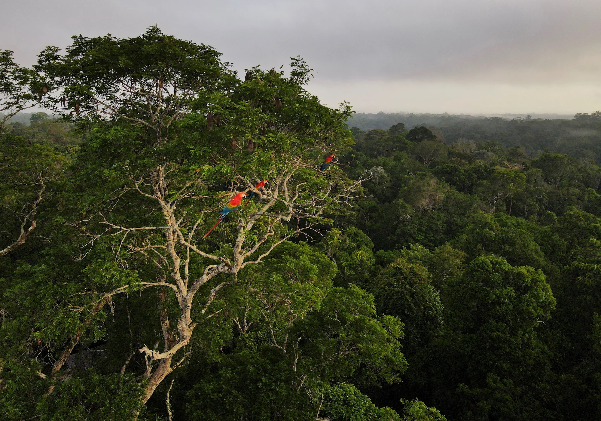 Foto de dois papagaios sobre a floresta da amazónia