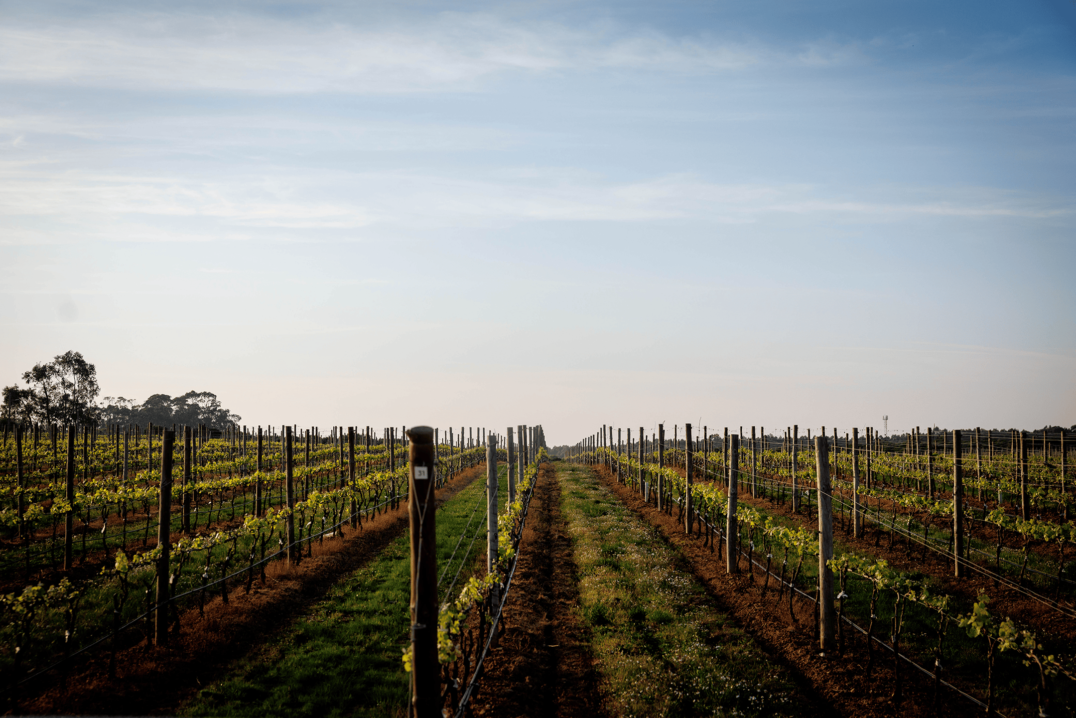 Vista de vinhas portuguesas